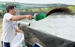 Nuôi cá chốt công nghệ cao trên cạn, một nông dân Vĩnh Long đổi đời