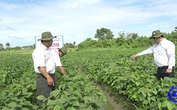 Trồng thứ đậu nành còn xanh lè xanh lét đã cắt bán, cứ 1 công nông dân Tiền Giang lãi 4-4,5 triệu
