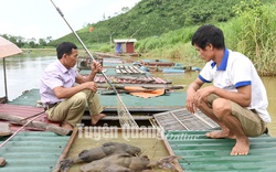 Tuyên Quang: Cho sinh sản thành công loài cá được ví là "ngũ quý hà thuỷ", có giá nửa triệu đồng/kg