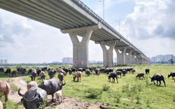 Người chăn nuôi được hỗ trợ tối đa 10 tỷ đồng khi phải di dời tại nơi không được phép chăn nuôi