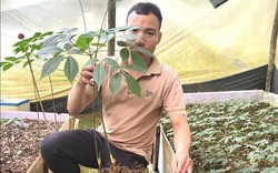Kon Tum: Bị kẻ gian nhổ trộm 30 cây sâm Ngọc Linh quý, một nông dân thiệt hại nửa tỷ đồng