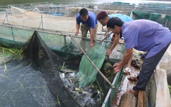 Liên kết phát triển nuôi cá vùng lòng hồ thủy điện Sơn La