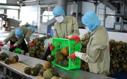 Kiểm soát thực phẩm biến đổi gen, chuyên gia EU khuyến nghị Việt Nam điều gì?