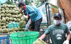 Nhiều đơn vị mạo danh mã số vùng trồng xuất khẩu sầu riêng sang Trung Quốc