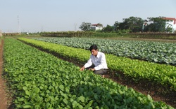 Vay 1 tỷ từ Quỹ Hỗ trợ nông dân để trồng rau sạch, một HTX ở Bắc Ninh có thu nhập 6 tỷ/năm
