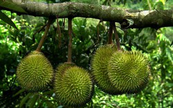 Hỗ trợ sản xuất và tiêu thụ 3 loại trái cây đặc sản Tiền Giang