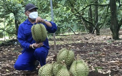 Chưa xuất khẩu, mã vùng trồng của sầu riêng Đắk Lắk đã bị "đánh cắp"