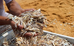 Quảng Bình: Loài cá gần bằng ngón tay giúp ngư dân thu nhập chục triệu mỗi ngày