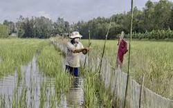 Bỏ làm lúa vụ 3, nông dân Hậu Giang nuôi cá ruộng chả tốn tiền mua cám công nghiệp