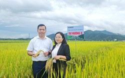 Thương hiệu gạo ngon: Giống lúa thơm bén duyên đất Điện Biên