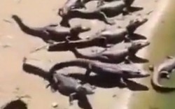 Hàng nghìn con cá sấu bất ngờ xuất hiện trên bãi biển khiến người dân Brazil hoảng loạn