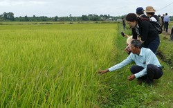 Qua đánh giá, giống lúa ST25 phát triển ở Đắk Lắk như thế nào?