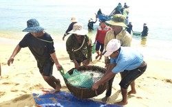 Clip: Ngư dân Quảng Bình trúng hàng tấn cá cơm mỗi ngày