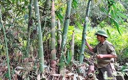 Bẻ thứ "rau đặc sản" mọc thành mầm mập mạp này, nông dân của một xã ở Yên Bái bán ra tới hơn 21.000 tấn