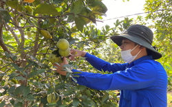 Thừa Thiên Huế: Sản phẩm cam Nam Đông được công nhận đạt tiêu chuẩn VietGAP