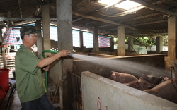 Lão nông làm giàu từ nuôi lợn ở Sơn La