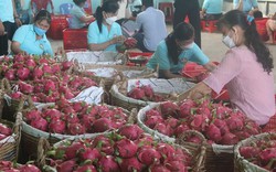 Thanh long ở Tiền Giang tăng giá trở lại