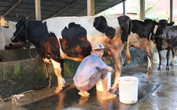 Bỏ nuôi bò sữa truyền thống, nhà nông Hóc Môn thu lãi đều đặn