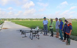 Sử dụng thiết bị bay trong sản xuất nông nghiệp, nông dân Hải Dương thu lợi kép