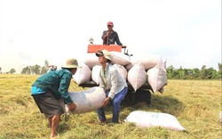 Ấn Độ hạn chế xuất khẩu gạo: Doanh nghiệp, nông dân Việt Nam tự tin sẽ trúng giá