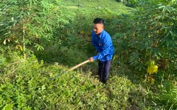 Trồng cây củ dài hơn gang tay giúp người dân vùng thấp ở Lai Châu nâng cao thu nhập