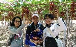 Du lịch vườn nho của nông dân ở Ninh Thuận bất ngờ hút khách dịp Quốc khánh 2/9