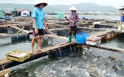 Thiếu thức ăn nuôi cá biển, ngư dân phải "lấy cá cho cá ăn", nguy cơ dịch bệnh bùng phát