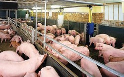 Giá thịt lợn biến động thất thường: Người chăn nuôi e dè tái đàn