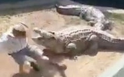 Thót tim video cá sấu 'quái vật' đột ngột chồm lên tấn công, người điều khiển thú thoát chết thần kỳ
