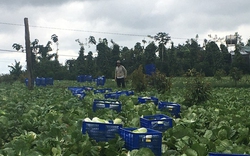 Liên kết sản xuất, nông dân Quảng Sơn ở Đắk Nông không lo đầu ra, yên tâm về giá 
