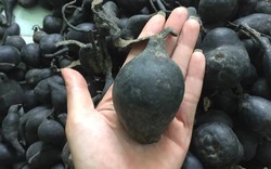 Giống nấm đen xì, nhìn rất khác lạ nhưng lại là của hiếm, đặc biệt bổ dưỡng