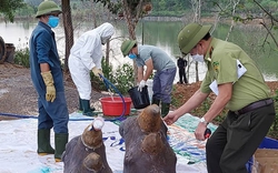 Nghệ An: Giữ lại phần đầu 6 cá thể tê giác bị chết tại khu sinh thái để làm tiêu bản