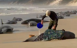 Bí ẩn hơn 200 cá voi mắc cạn nằm chết la liệt trên bãi biển Australia