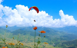 Thu sang, lên Khau Phạ bay dù lượn ngắm ruộng bậc thang vàng óng từ trên cao