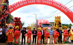 Xuất khẩu sầu riêng chính ngạch sang Trung Quốc, niềm mong ước của người dân, doanh nghiệp ở Lâm Đồng 