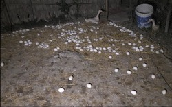 Nuôi loài đẻ mấy tháng liền, đêm nhặt trứng, sáng ra nông dân Sóc Trăng cầm hơn 6 triệu "chắc cú"