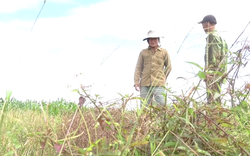 Đồng Nai: Nhiều nông dân trồng lúa bỏ ruộng vì chi phí tăng cao