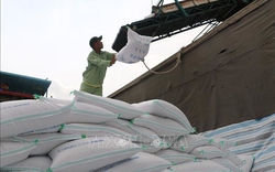 Xuất khẩu gạo Việt Nam có khả năng vượt kế hoạch