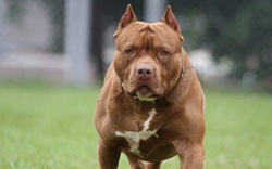 Vụ thả chó cắn hàng xóm: Xác định chó pitbull là hung khí nguy hiểm có đúng?