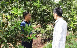 Phát triển cây mắc ca tại Thừa Thiên Huế để nâng cao thu nhập cho người dân