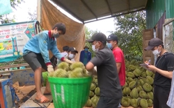 Sầu riêng Đắk Lắk xuất khẩu chính ngạch sang Trung Quốc: Quy hoạch vùng trồng, ngăn phát triển "nóng"