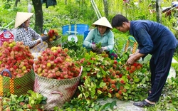 "Ép" cây chôm chôm ra trái nghịch vụ, nông dân Vĩnh Long hái bán đắt tiền hơn