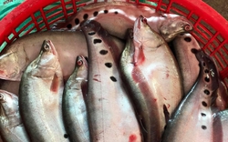Đây là loài cá đang tăng giá kỷ lục ở Hậu Giang, nhà bắt bán đều trúng đậm