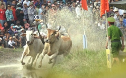 Cặp bò số 8 đến từ huyện Tri Tôn giành giải Nhất tại "Lễ hội đua bò Bảy Núi" tỉnh An Giang