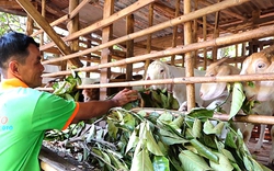 Dùng tiền vốn vay Ngân hàng Chính sách xã hội đầu tư nuôi dê, nông dân nghèo Đồng Nai tăng thu nhập