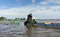 Mùa nước nổi về biên giới Tân Châu, ngư dân dỡ ụ bất ngờ "vớ bẫm" 200 con lươn giống