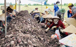 Bị lỗ nặng, nông dân không dám trồng khoai lang tím, dự án liên kết với doanh nghiệp cũng "đóng băng"