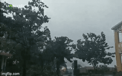 Video: Quảng Nam mưa rất to kèm theo gió mạnh giật mạnh, nhiều cây ngã đổ