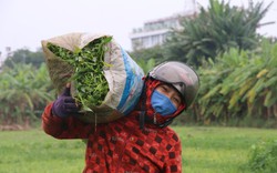 Đà Nẵng: Nông dân dầm mưa thu hoạch rau "chạy" bão số 4