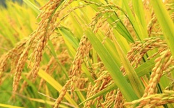 Ấn Độ gia hạn thời gian xuất khẩu gạo tấm thêm 15 ngày, gạo Việt xuất khẩu vẫn có rủi ro